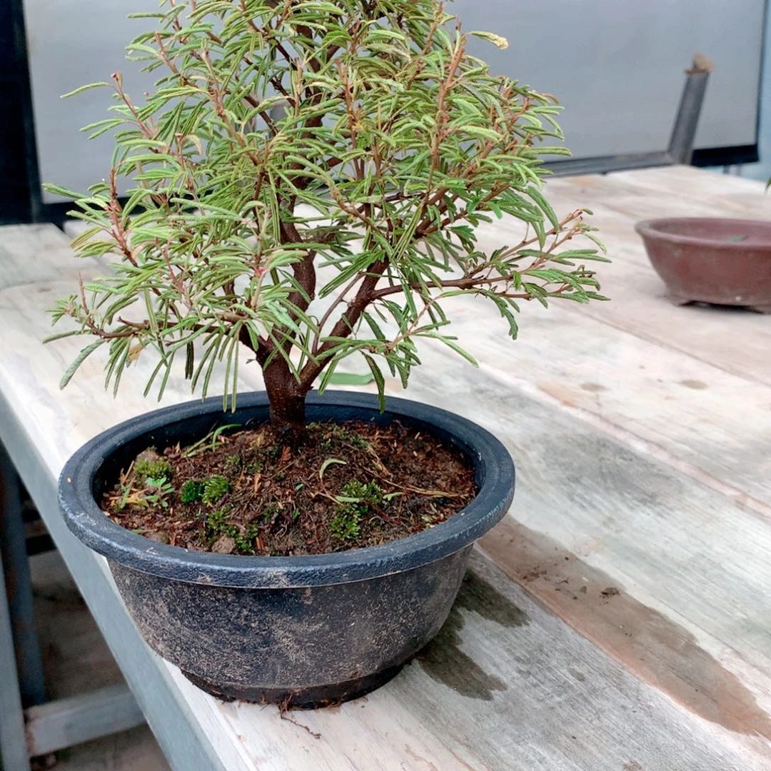 当前无花栽培后可以开花姬合欢 自然