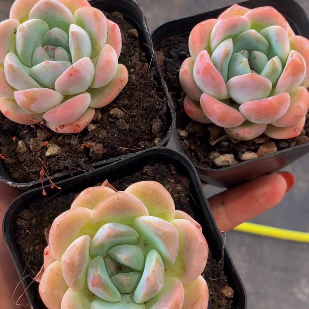 冰娃娃  （不满9.99 发叶子）