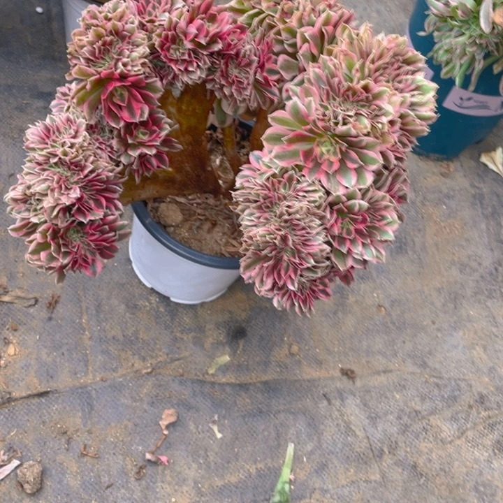 多肉粉女巫缀化带瑕疵如图