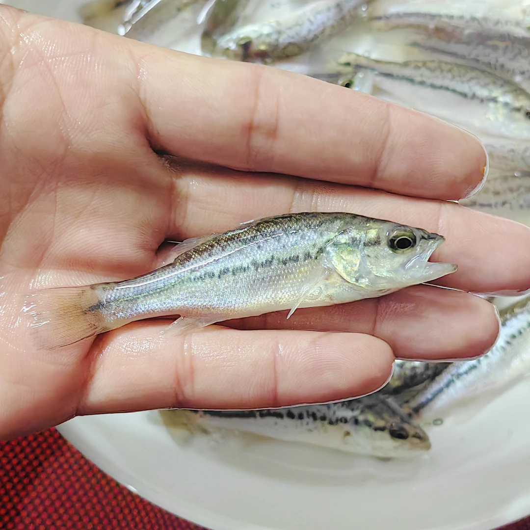 大规格淡水鲈鱼已驯化加州鲈冷水鱼观赏鱼猛鱼卢鱼大口泸黑芦
