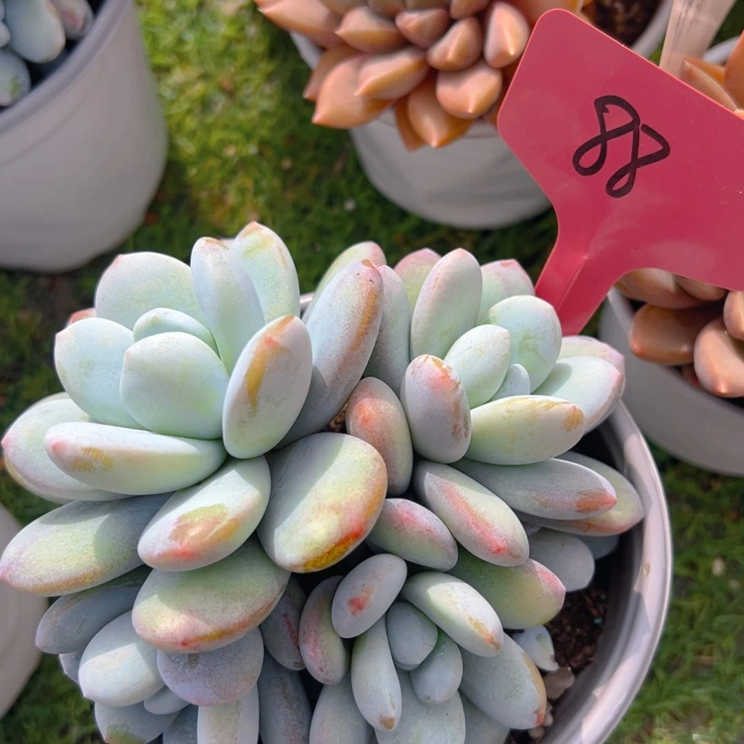 香玉的故事是一个人的