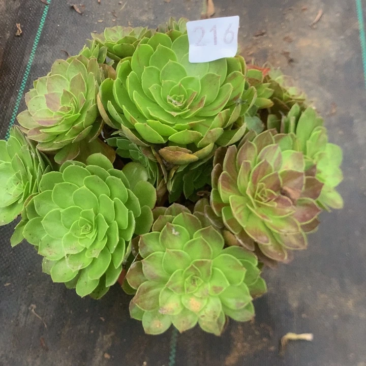 216花月夜多肉植物
