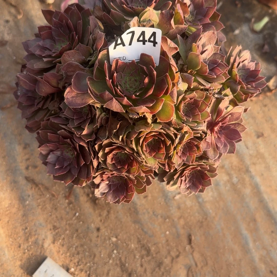 程***婷桃花石一物一拍744