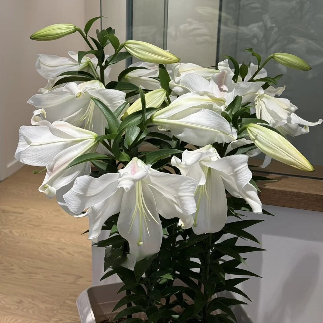 进口百合花种球《赞比西周长14/16cm》1颗单瓣有香味 多年生