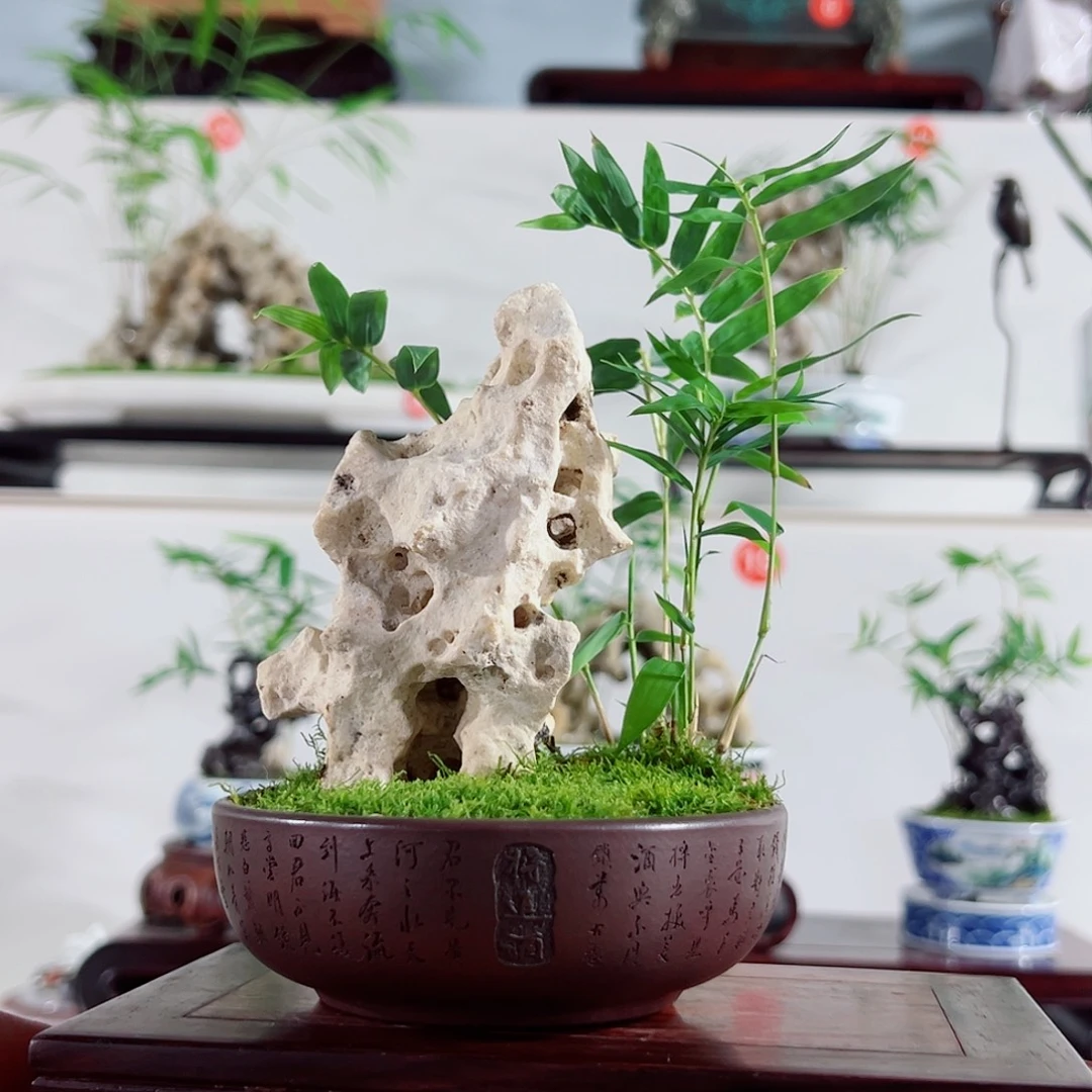 无花朵盆景，凤尾竹，太湖石