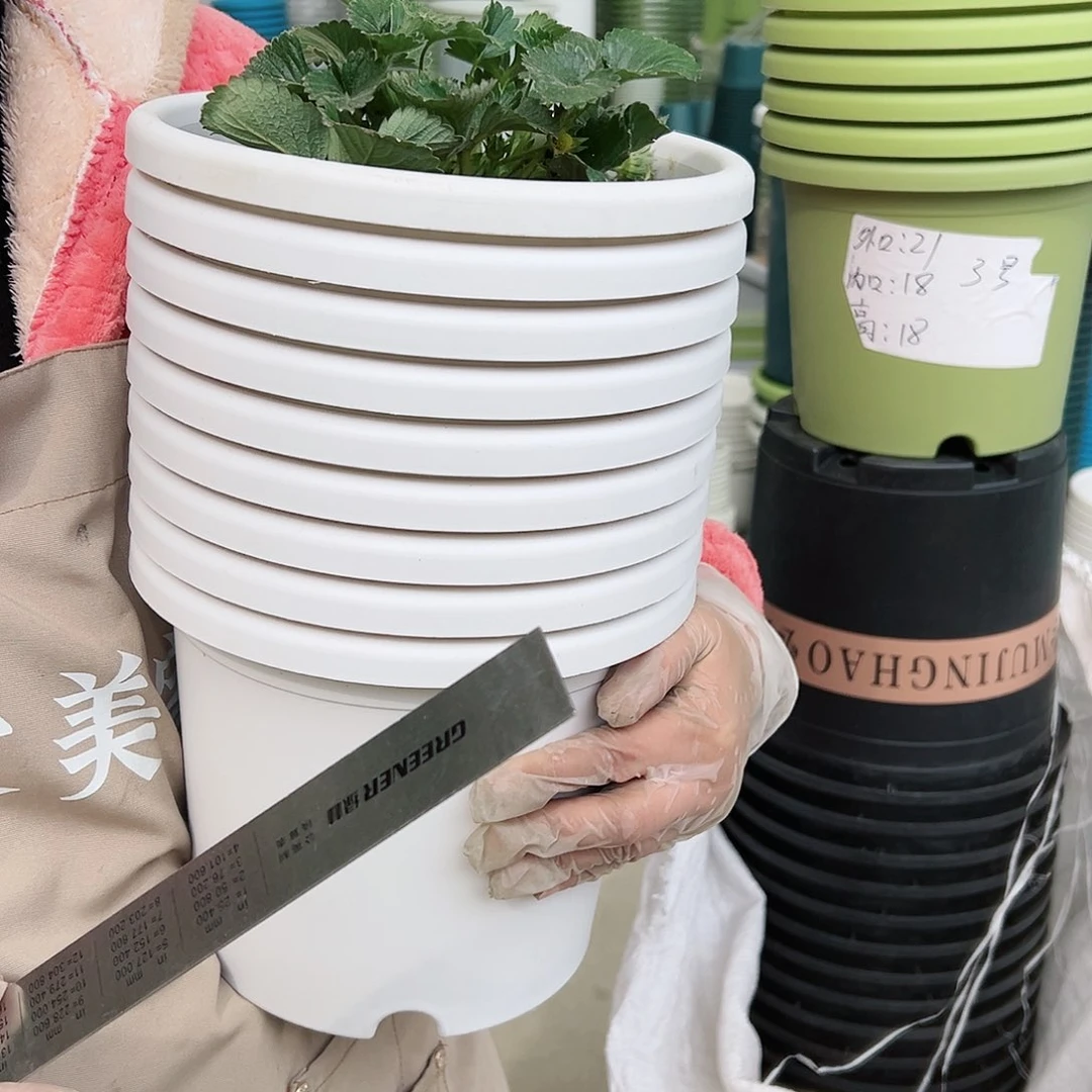 树脂四季4#白色11个无托