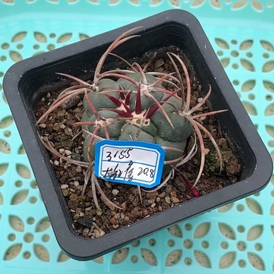 老*大红鹰 仙人球 头肉