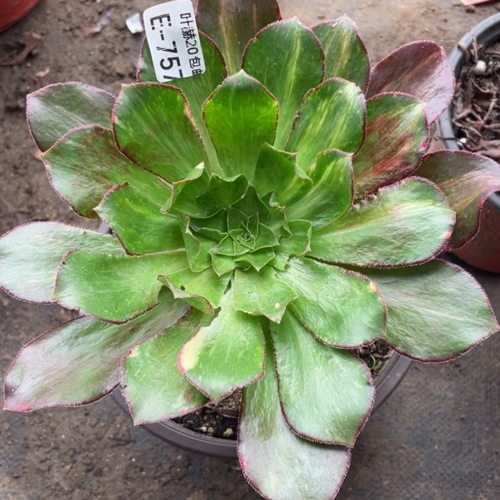 757魅影七彩多肉113446789