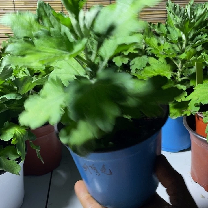 当前无花栽培后可以开花