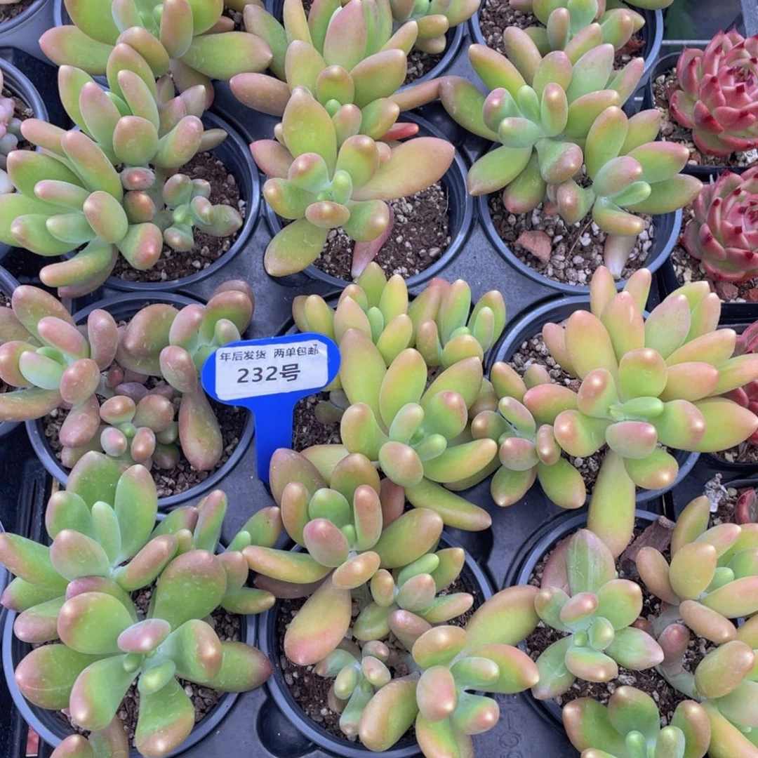 232号金蝉群生一个