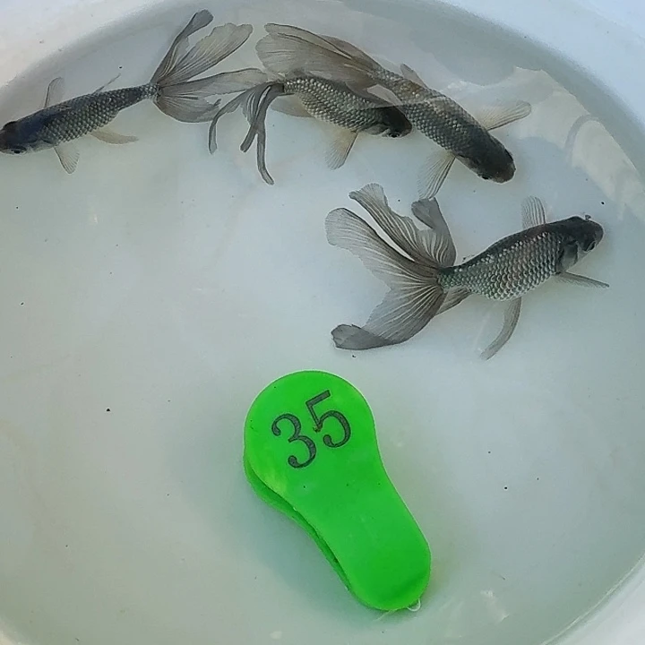 海水鱼金鱼包邮包活到家