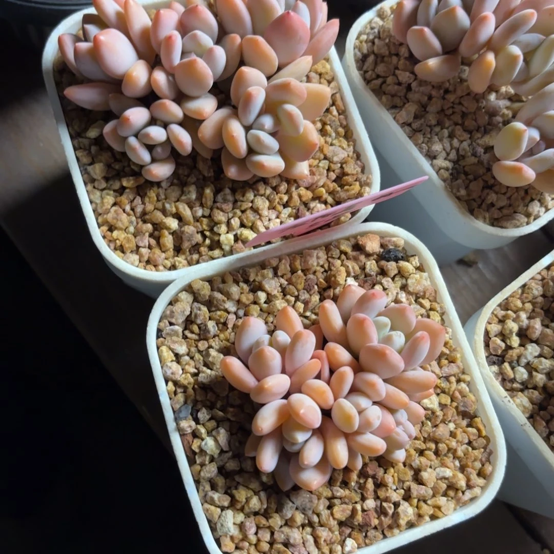 友***好无花朵1111111111111111