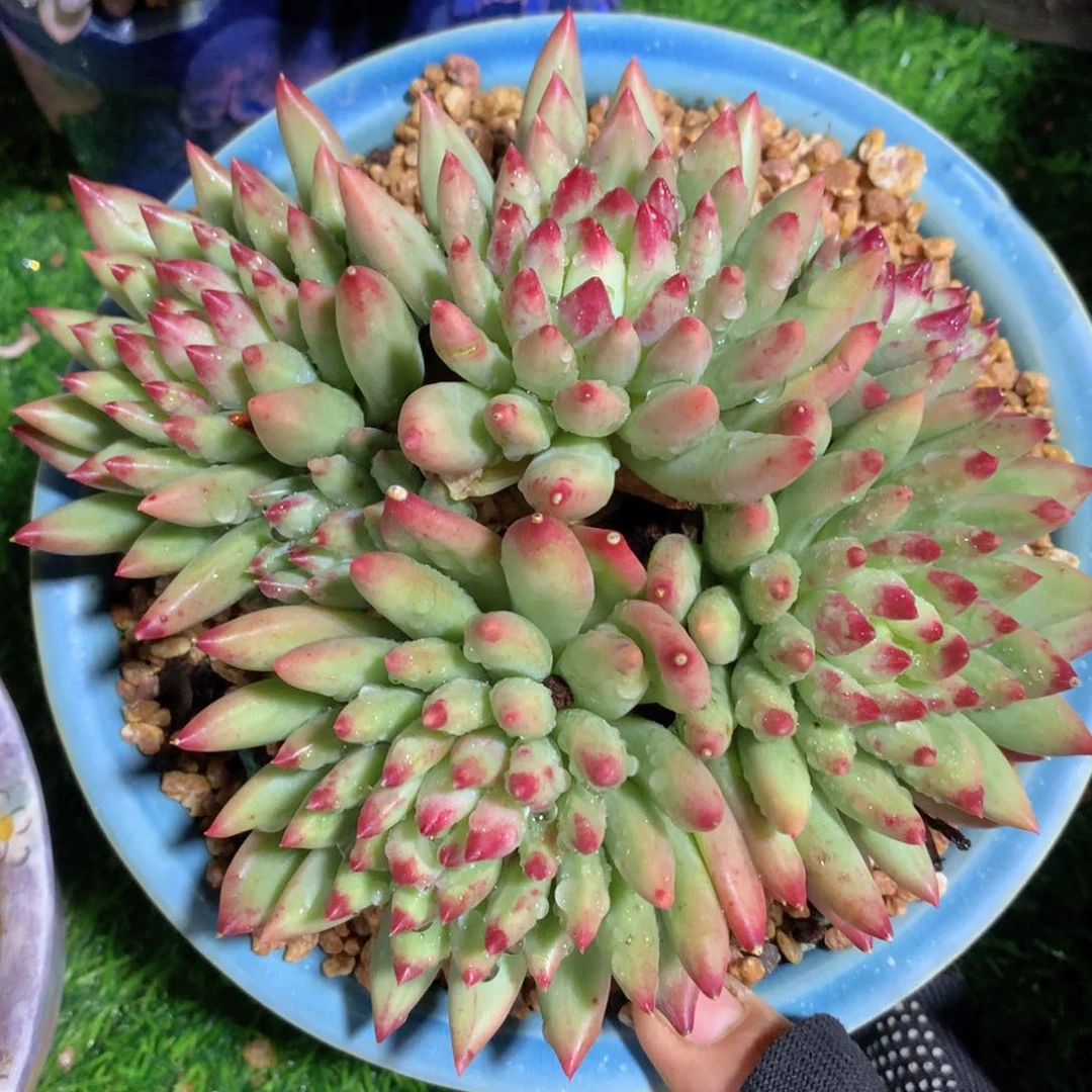 二代虞美人15 公分一物一拍