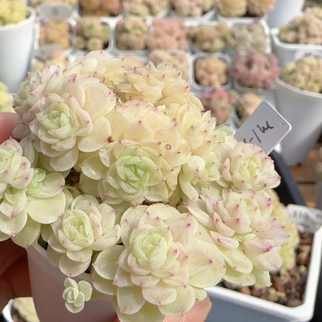 【闪购商品】0220-112（m1-202-2）