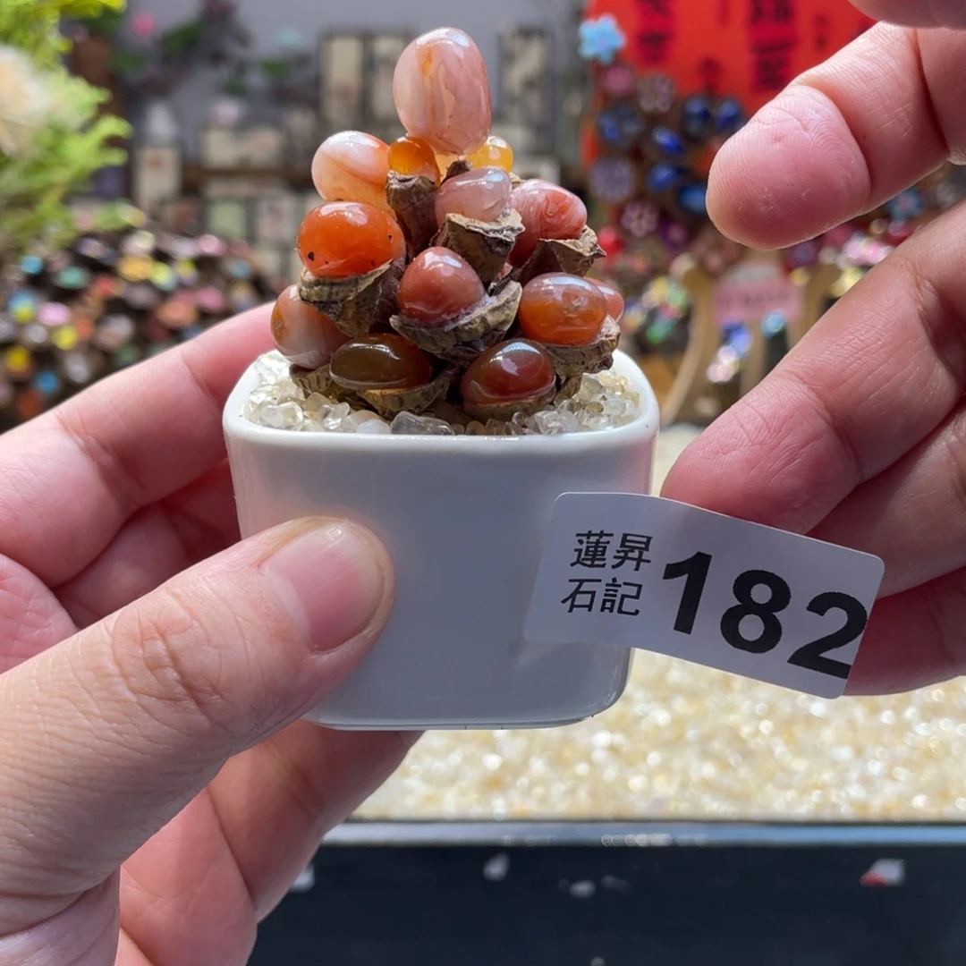 核桃木/黑胡桃（胡桃木）182一套松塔