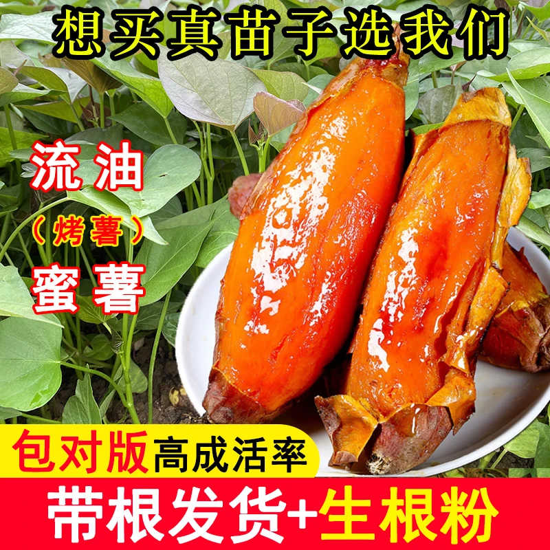 流糖烤薯红薯苗秧蜜薯糖心红薯苗种西瓜红板栗山芋番薯地瓜秧苗