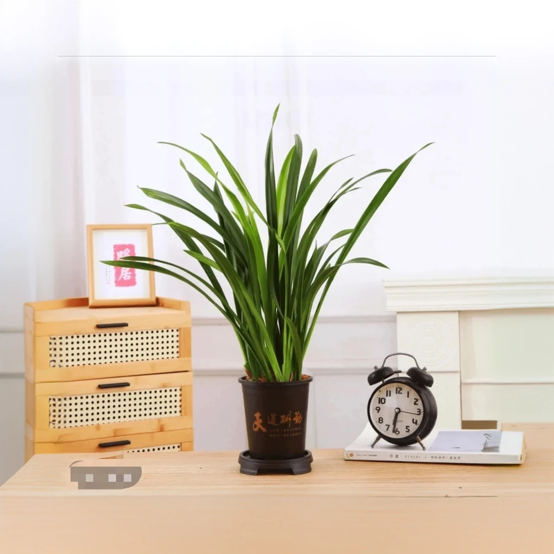 墨兰6-8苗室内栽种易存活好养净化空气青苗