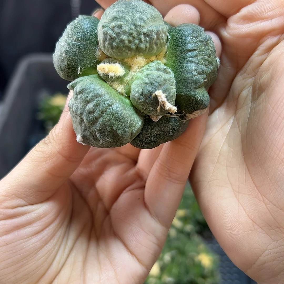 2号苗接蛋怒叉5.8公分无根