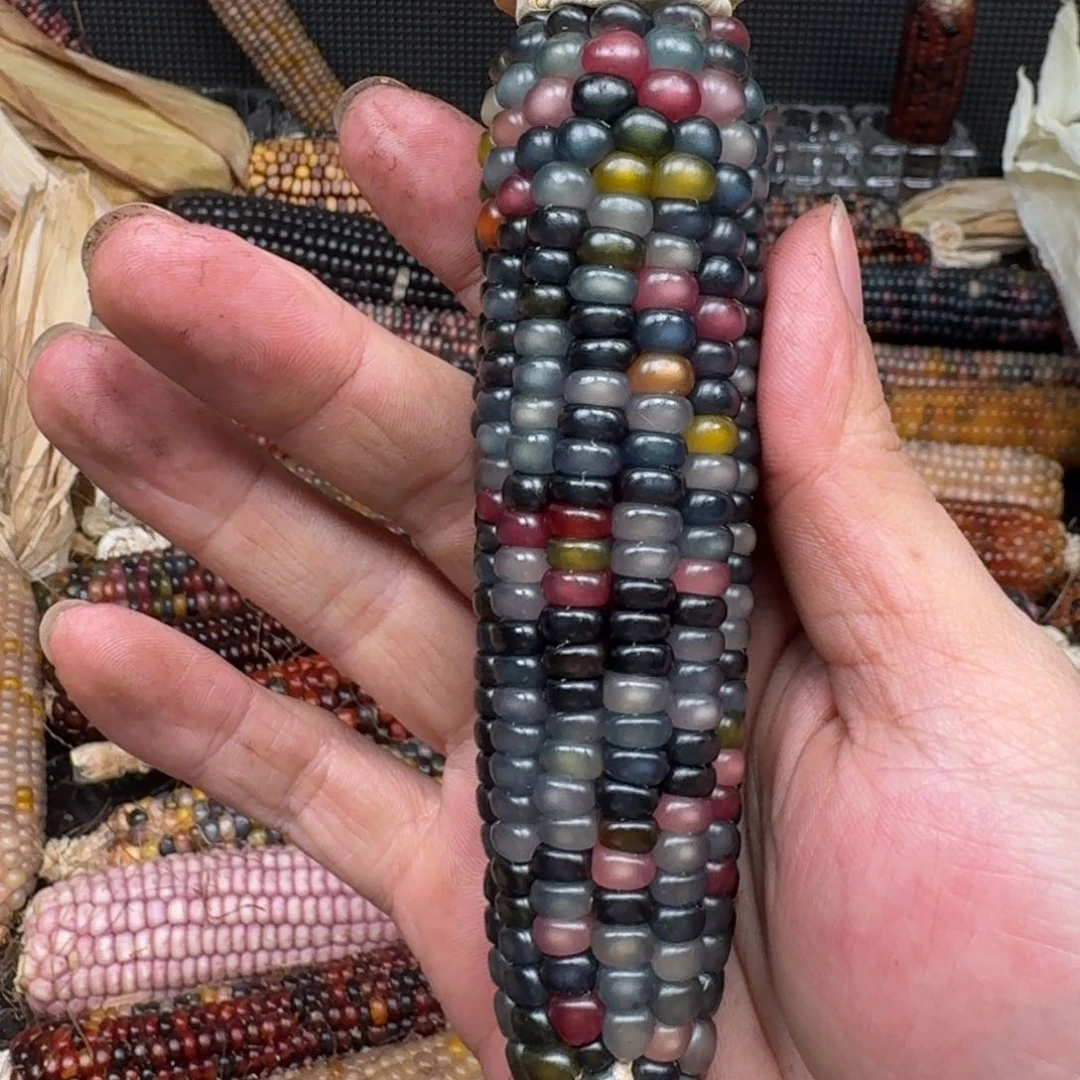 柏香籽/百香籽吊坠⭐*肉