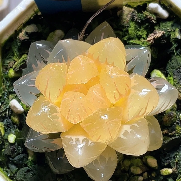 703水中月福利一物