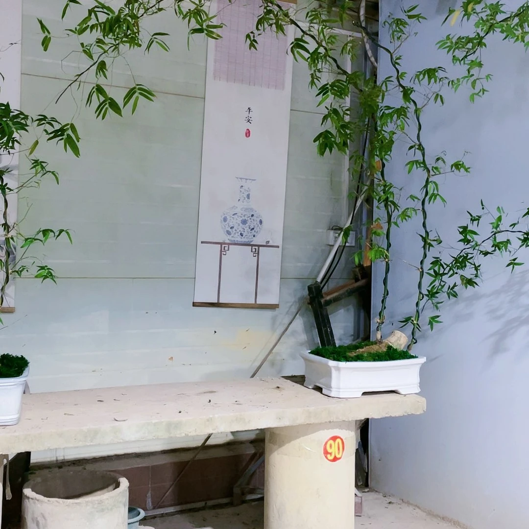 用****3小叶簕竹熟桩陶瓷盆一物一拍