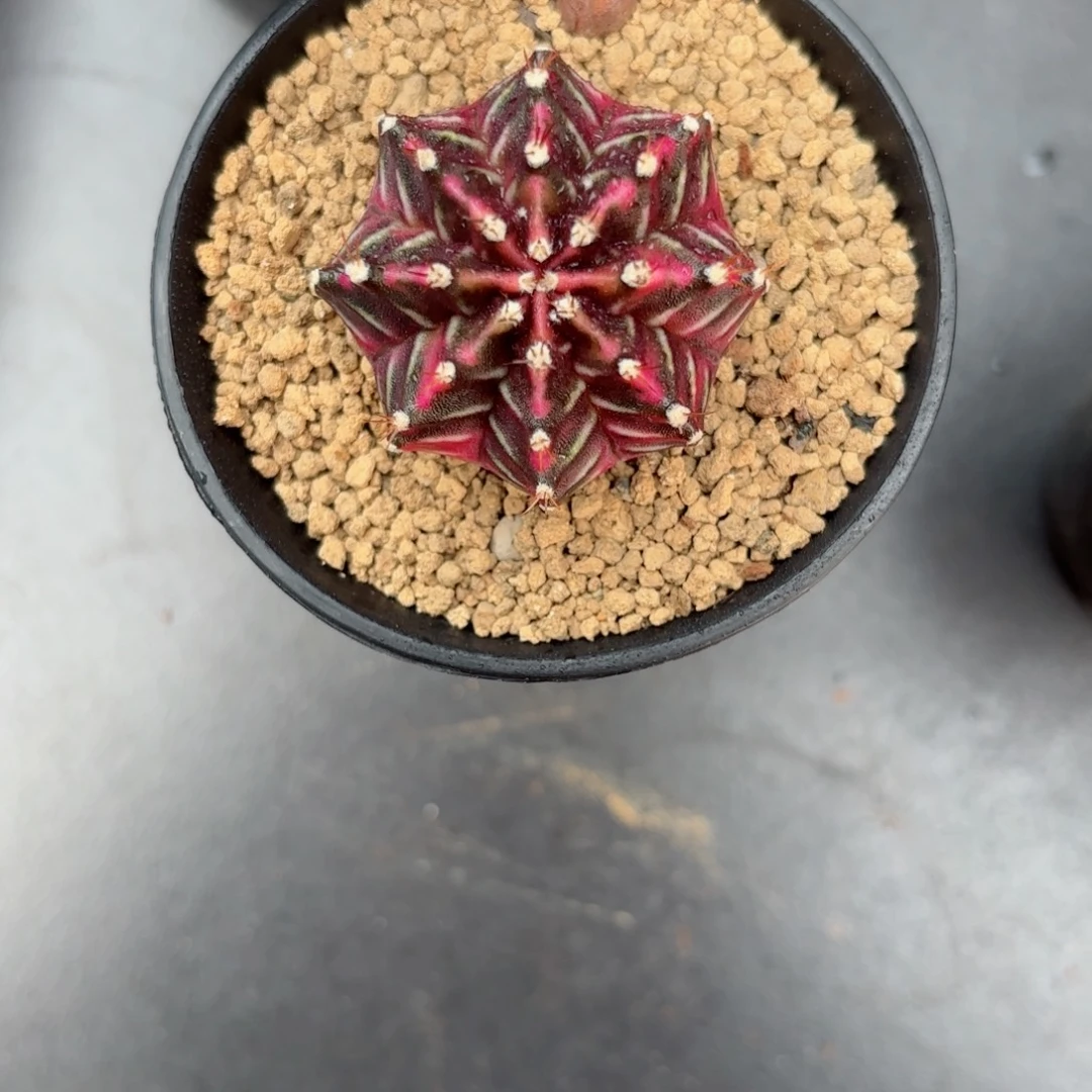 泰系米哈仙人球red lve