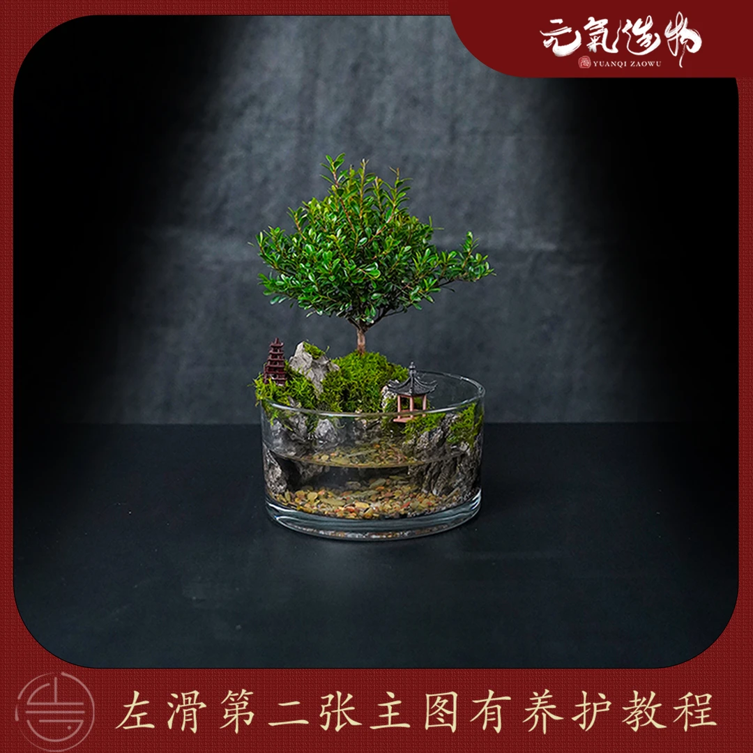 【雾影】洞庭—小叶赤楠绿植造景成品真植物全套15*8