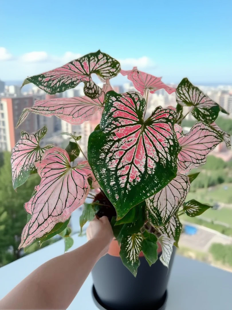 彩叶芋花卉进口花种球粉色飞溅白色恋人桌面盆栽观叶植物室内绿植