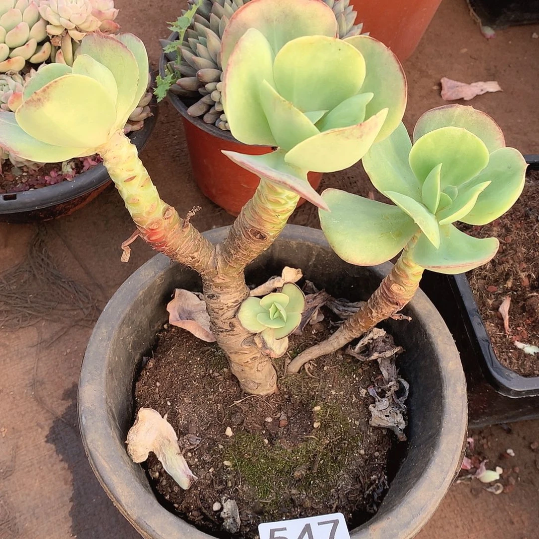 547碧桃一物一拍多肉