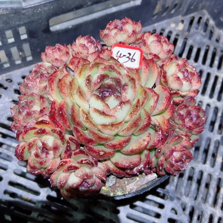 妮精品多肉植物老桩