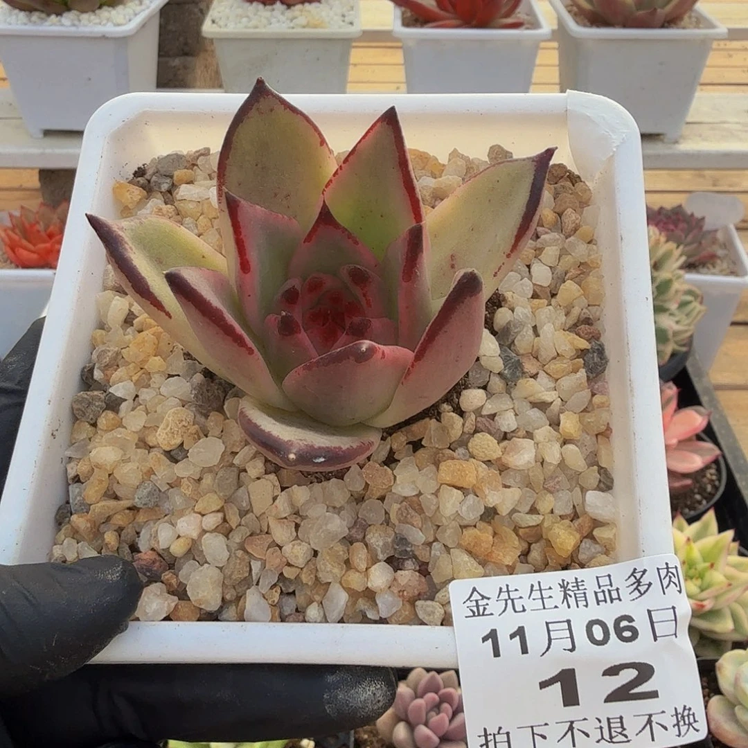 1106-12奇迹锦单头