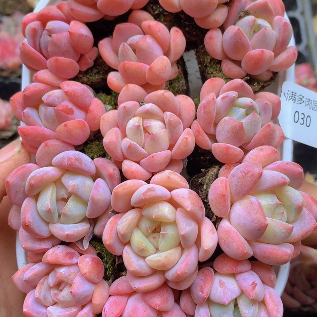 我要去看你了啊我的030