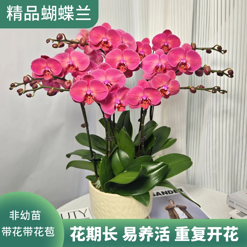 蝴蝶兰<金砖> 复古红色鲜花绿植 带花带花苞 精致礼品
