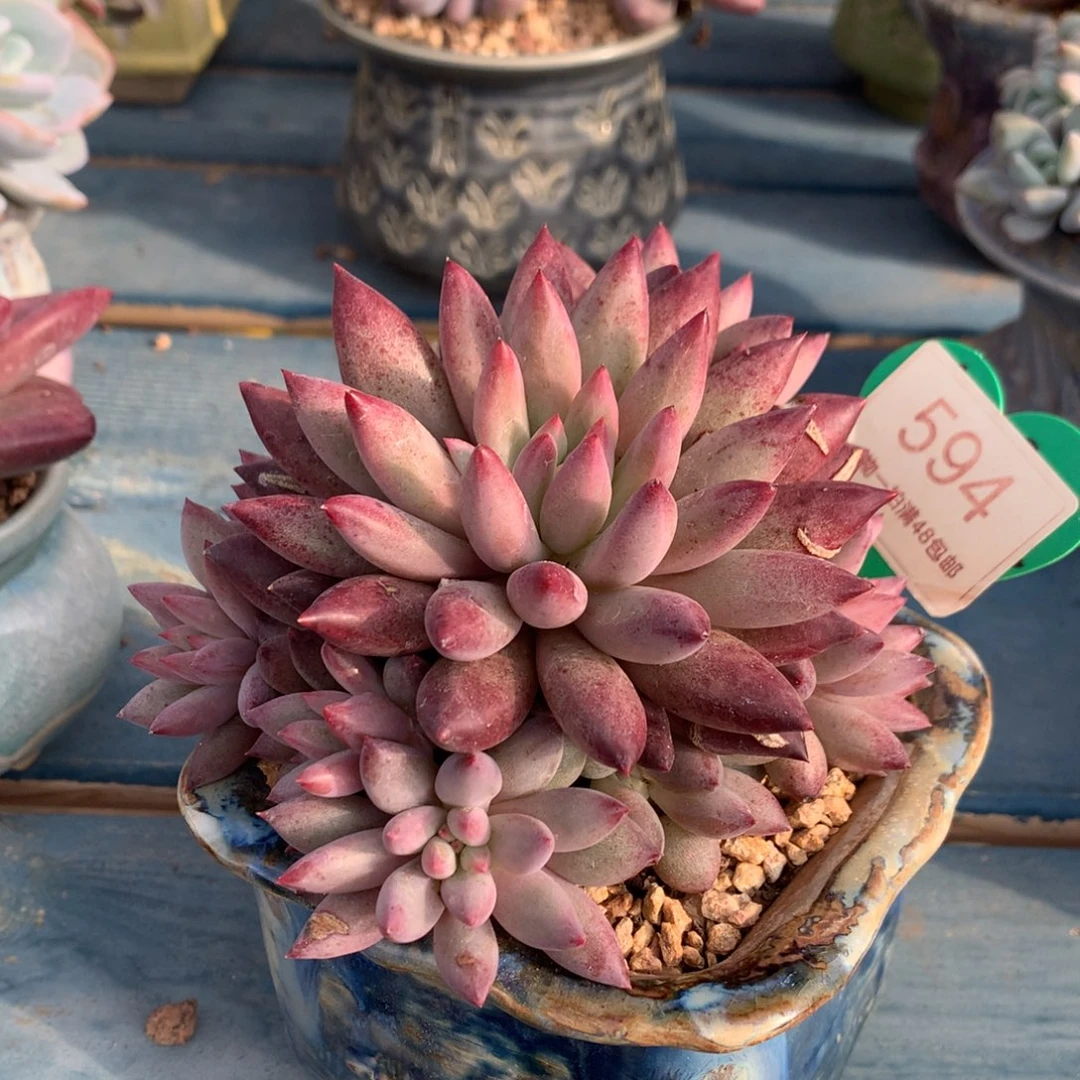 车厘子无砍捧花594