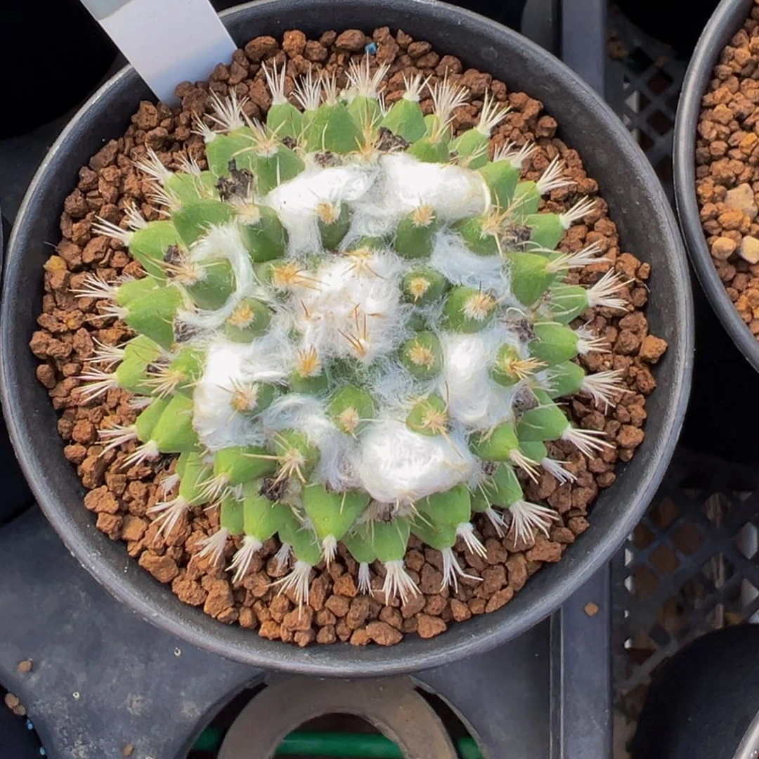 344实生根雪糕多肉植物带盆土