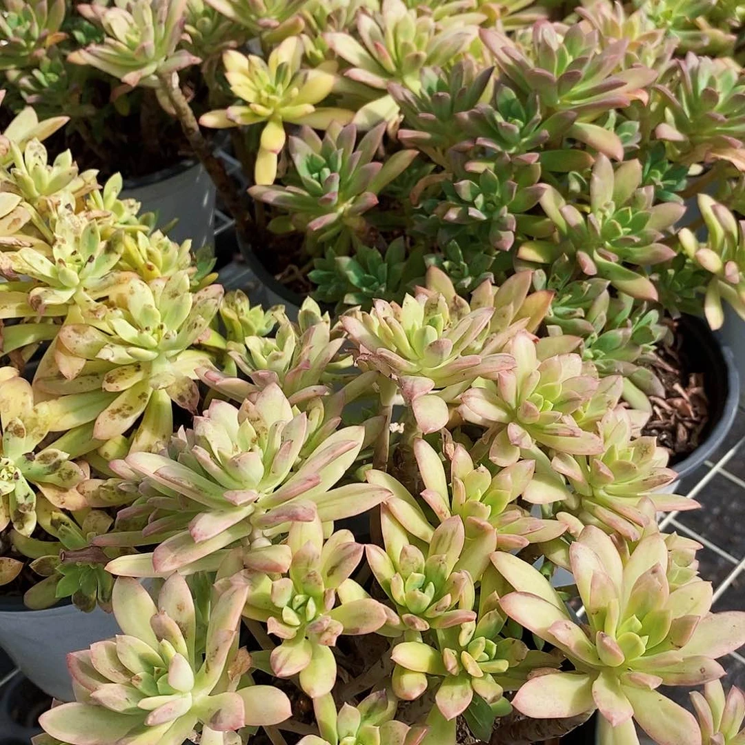 叮当锦整桩整群老桩