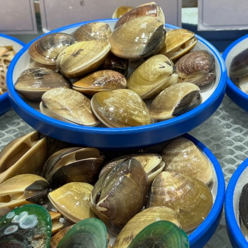 生鲜活鲜净化大青蛾文蛤蛤蜊免吐泥吐沙鲜活QQ弹可口18至23粒海鲜