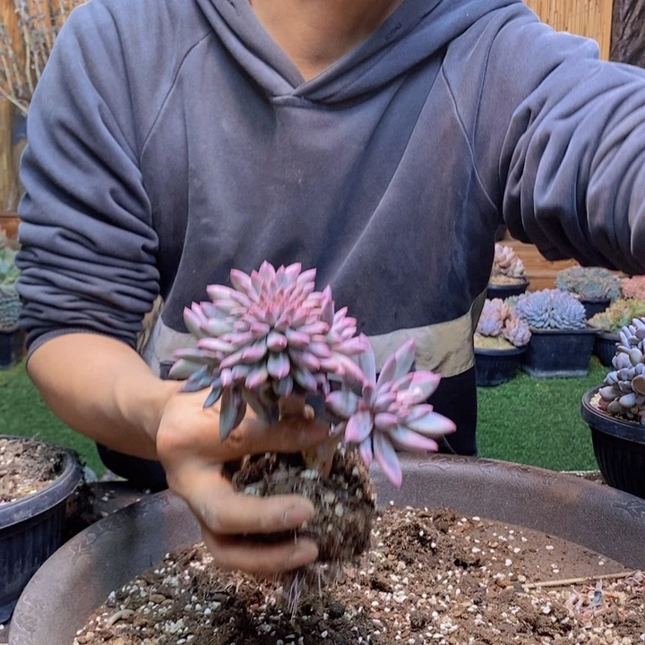 阿***啊278 号虞美人多肉植物