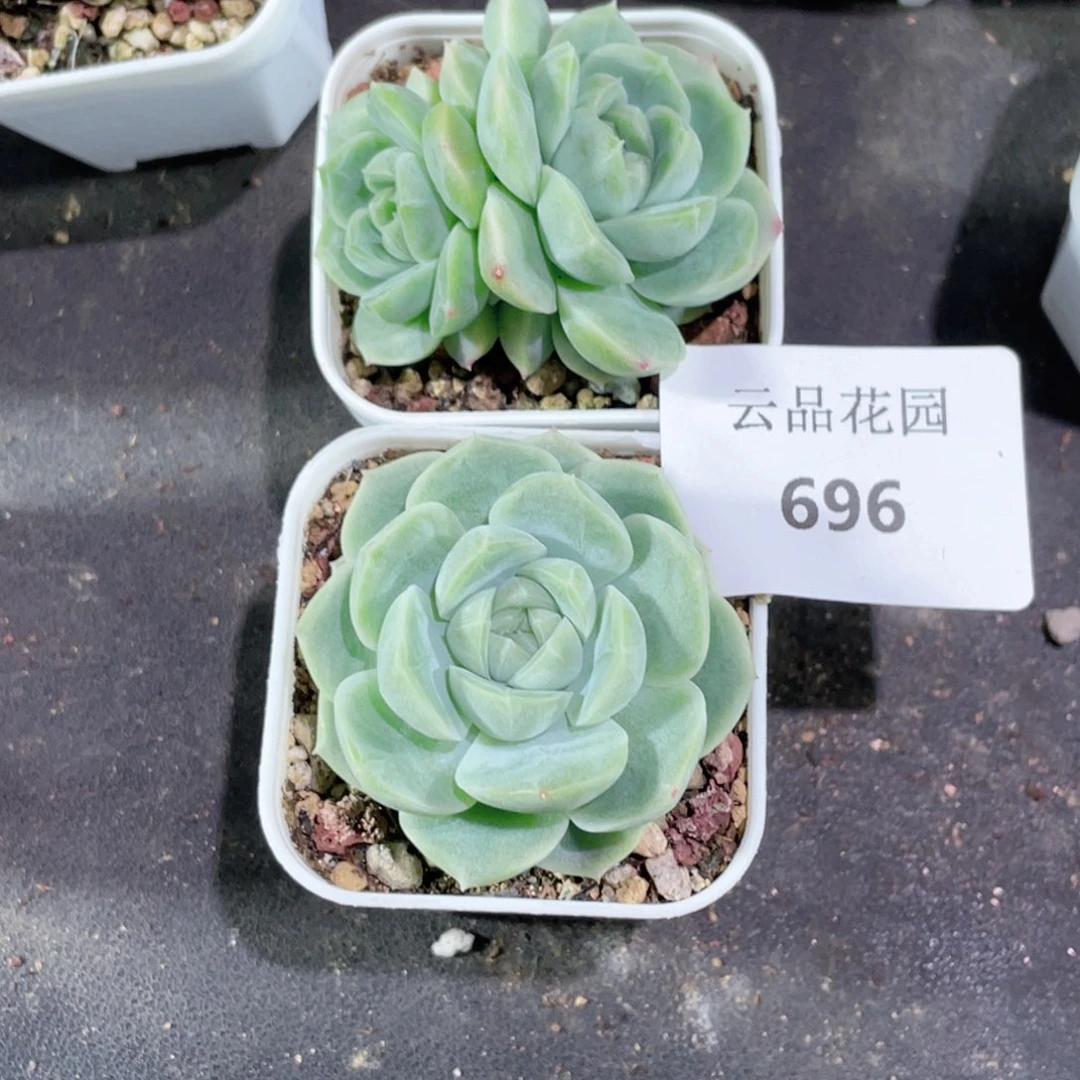 肥*桑696号糖心冰心珍妮2