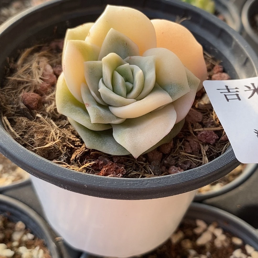 690可爱玫瑰锦多肉植物哇啦塞