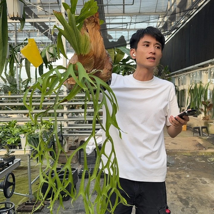 无花朵e430-水母皇冠微瑕