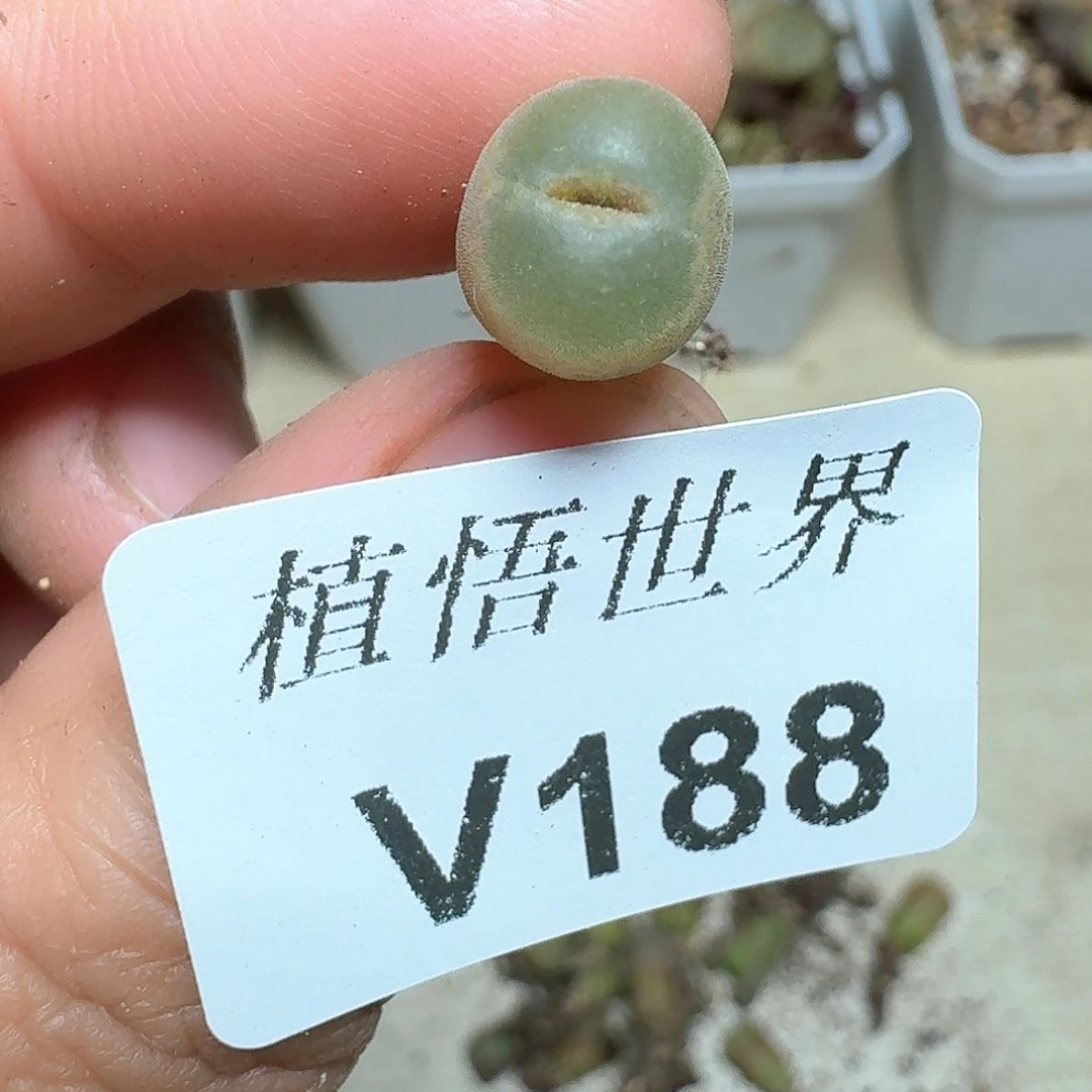 188号多肉植物哇fv