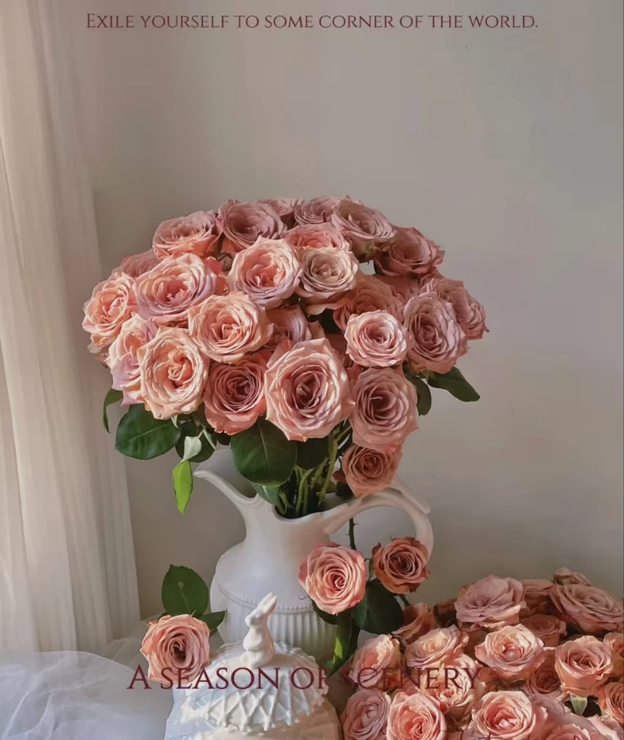 【卡布奇诺玫瑰10枝】单头玫瑰 顺丰冷链包邮发货 云南鲜花现采现发