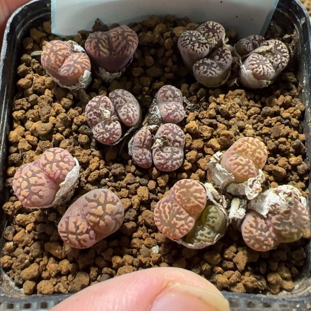 11-196肉锥多肉植物