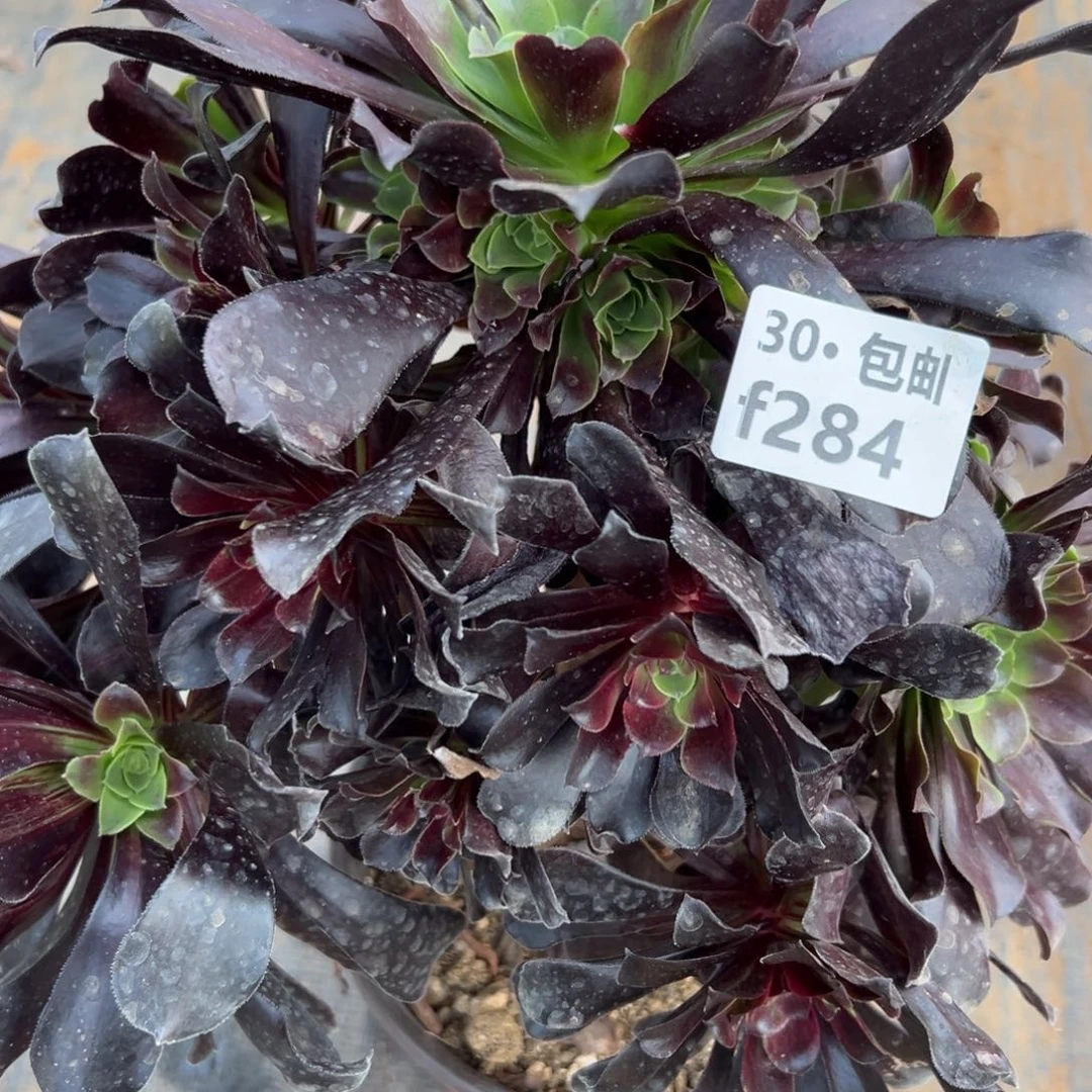 284欧紫多肉法师