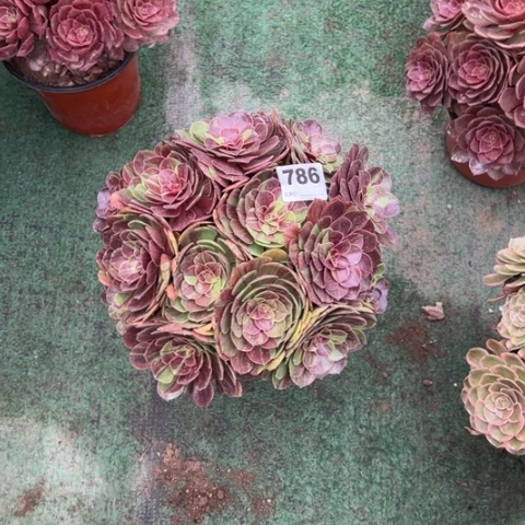 天***空786花月夜朵朵多肉