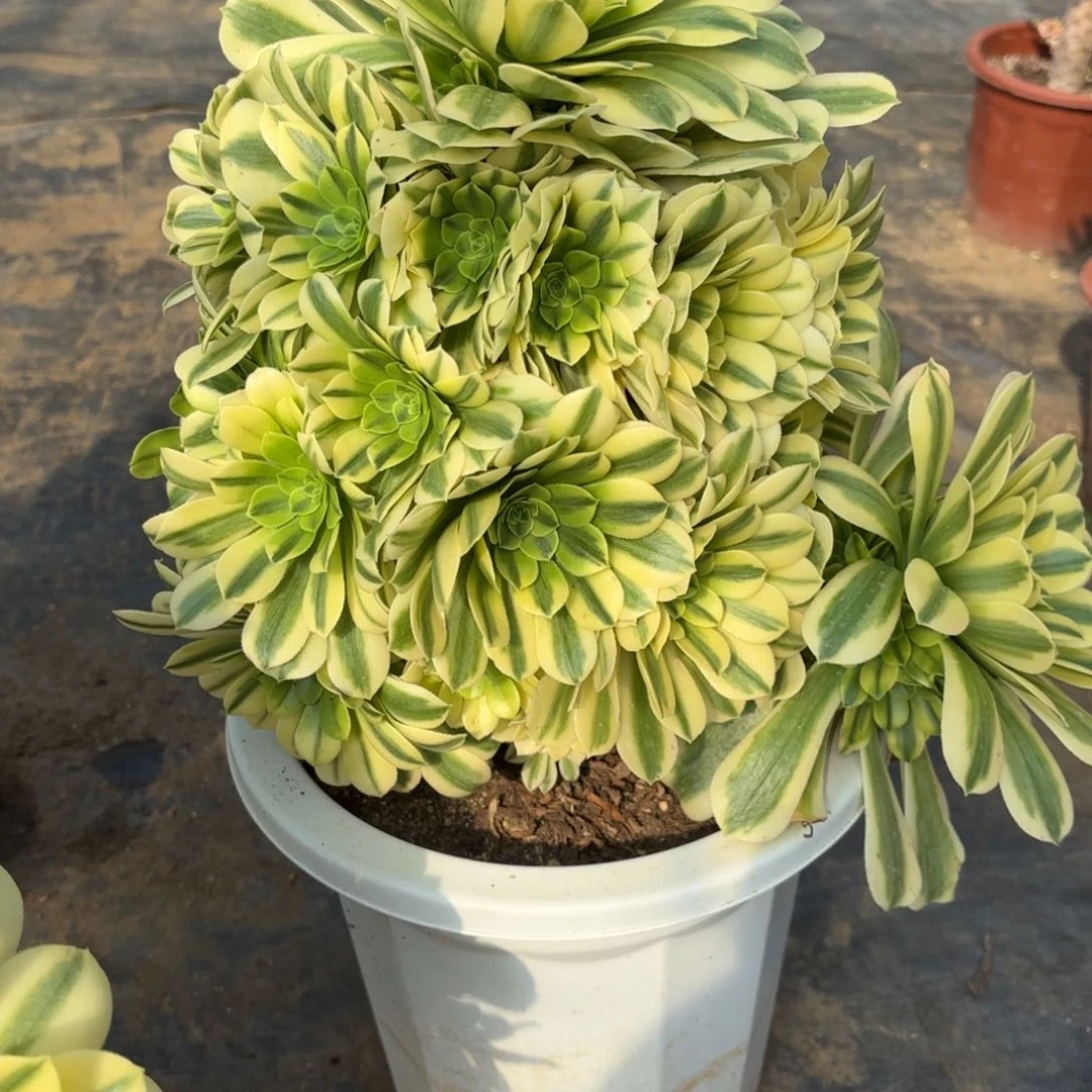 花好月又圆20元509