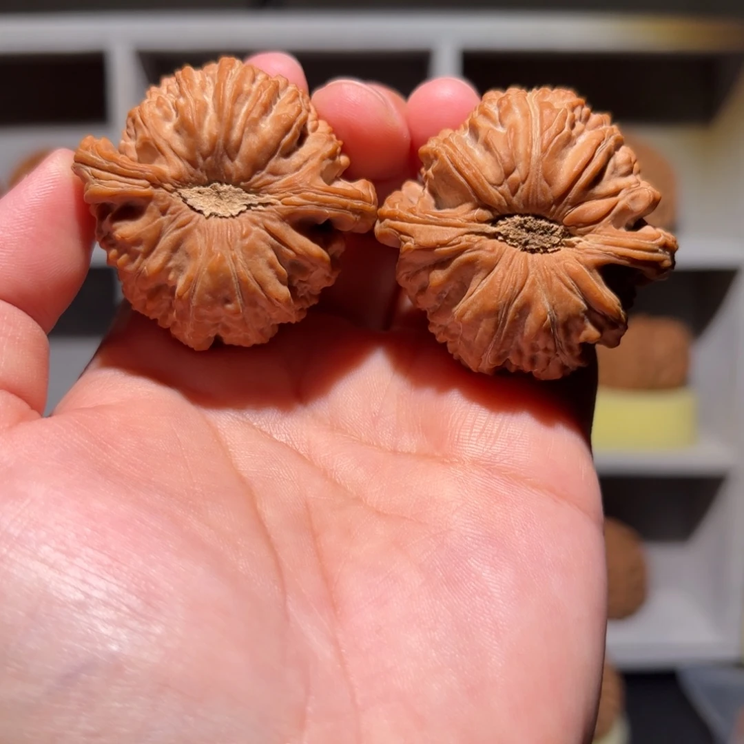 板***根把件文玩核桃43 尺全品新果白狮子