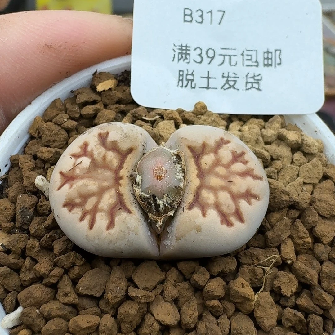 317多肉哈哈哈哈哈哈哈