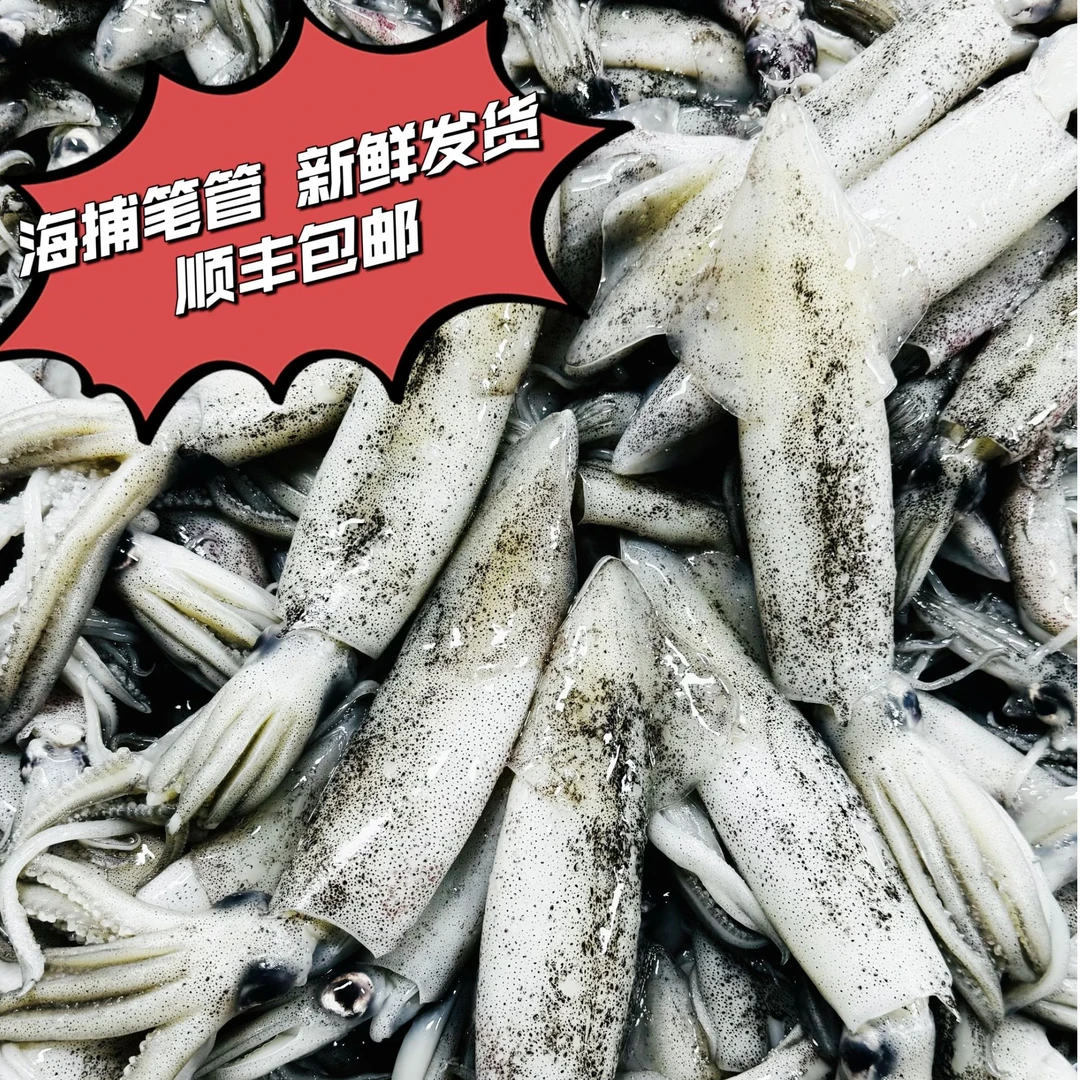 【青岛原浆公海兔】超大号纯净重五斤笔管鱼(每斤7-11条左右)